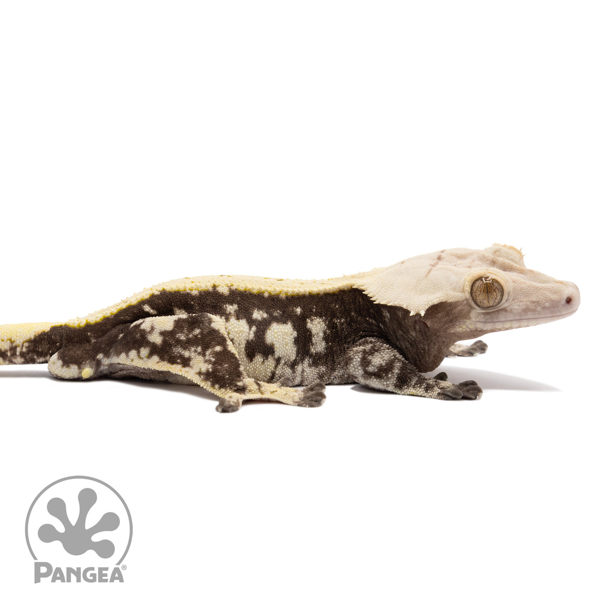 Cr-1851 facing right