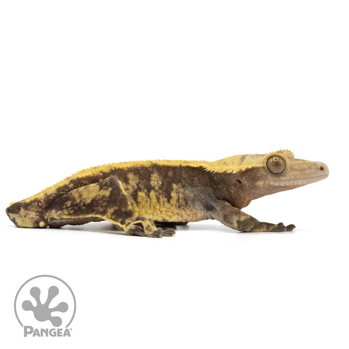 Cr-1852 facing right