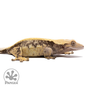 Cr-1854 facing right