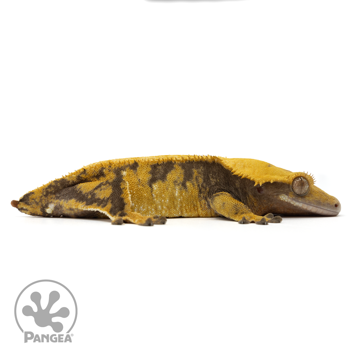 Cr-1855 facing right