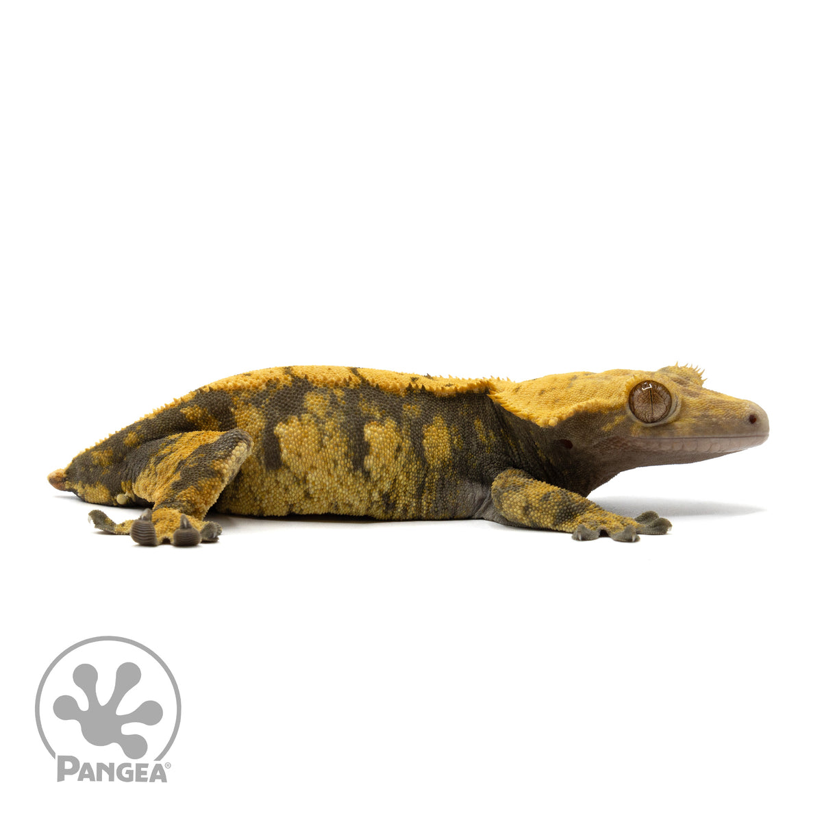 Cr-1858 facing right