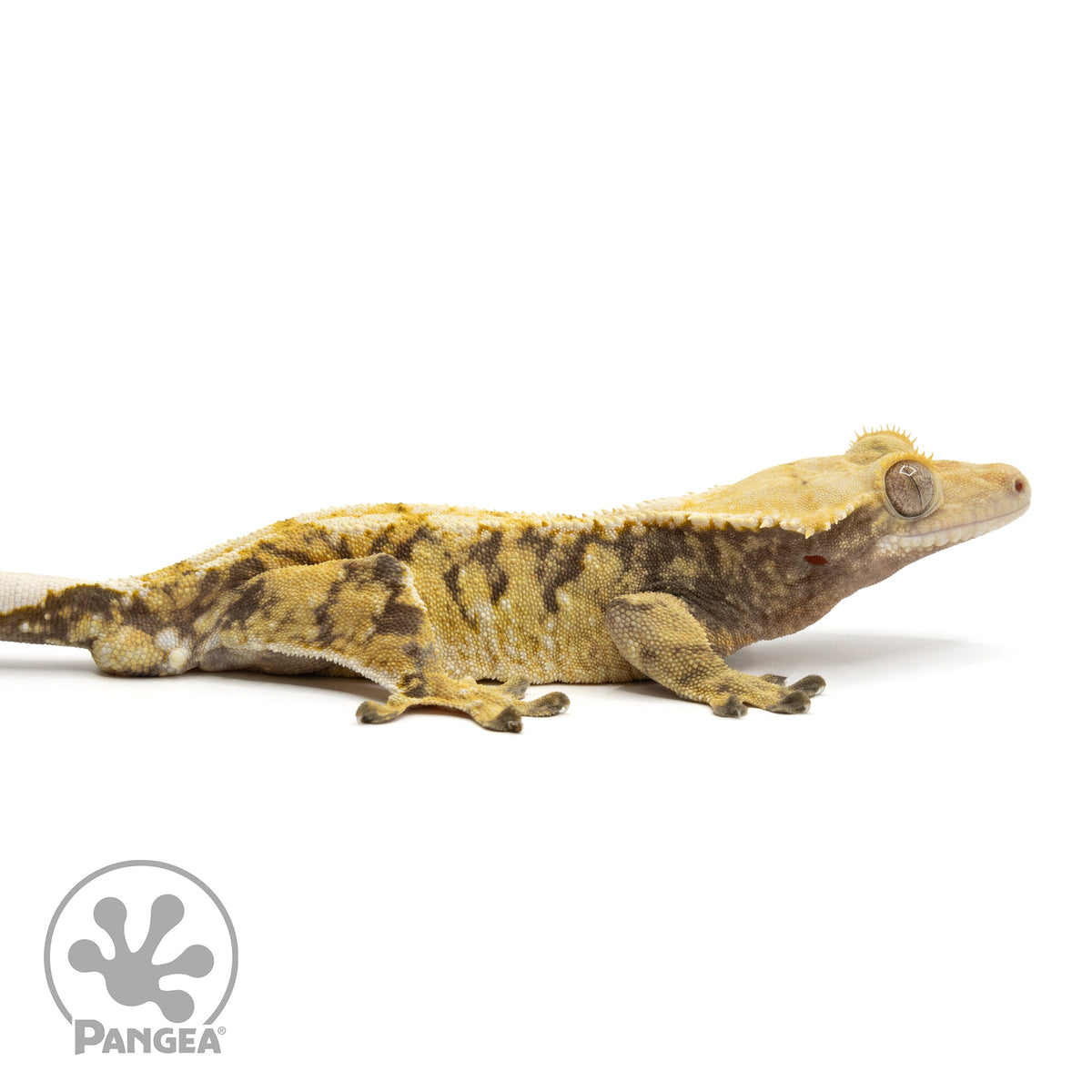 Cr-1860 facing right