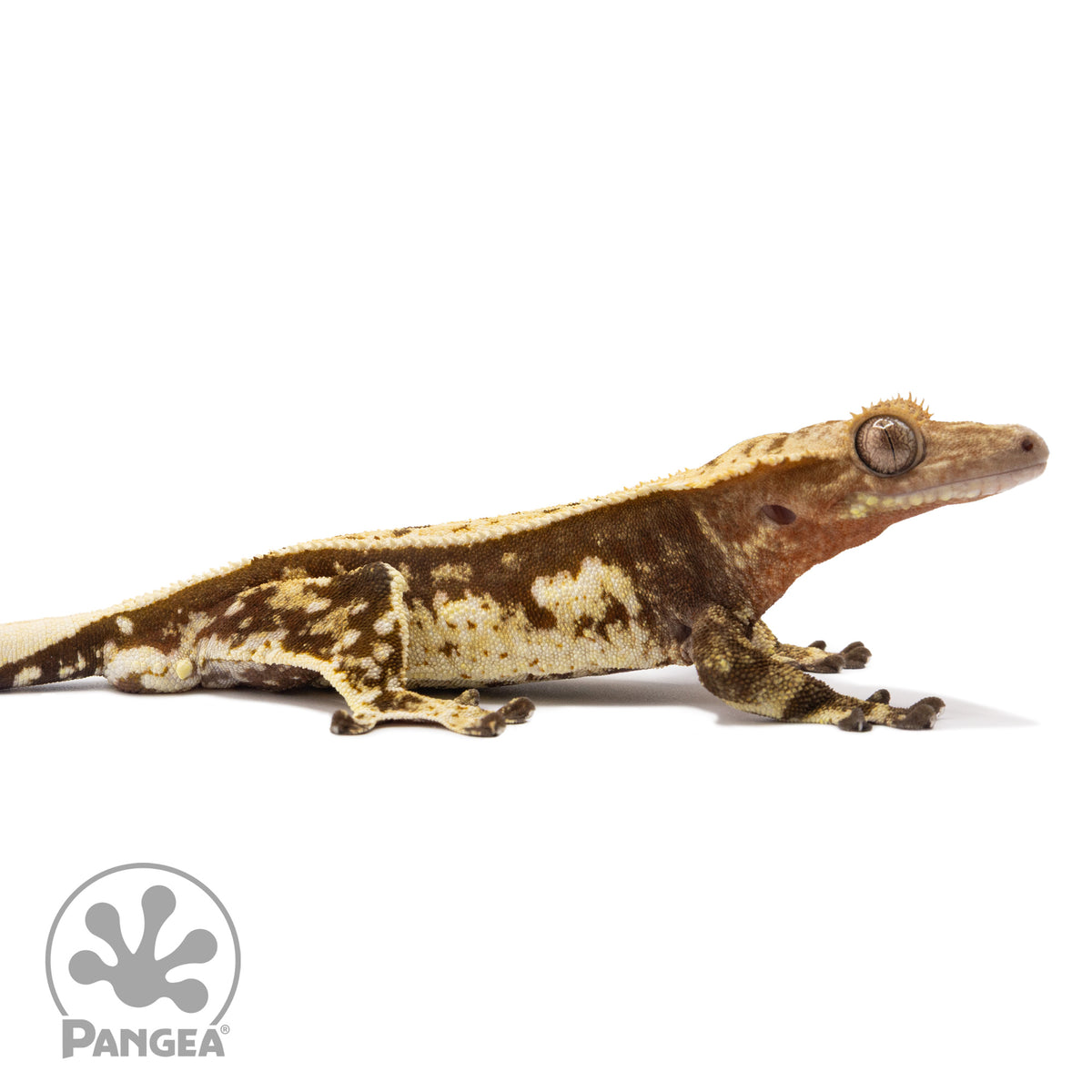 Cr-1863 facing right