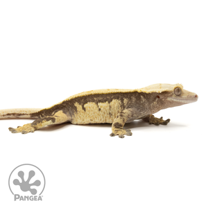 Cr-1865 facing right