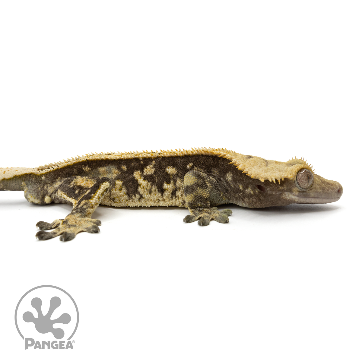 Cr-1870 facing right