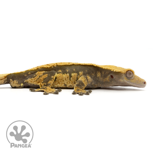 Cr-1875 facing right