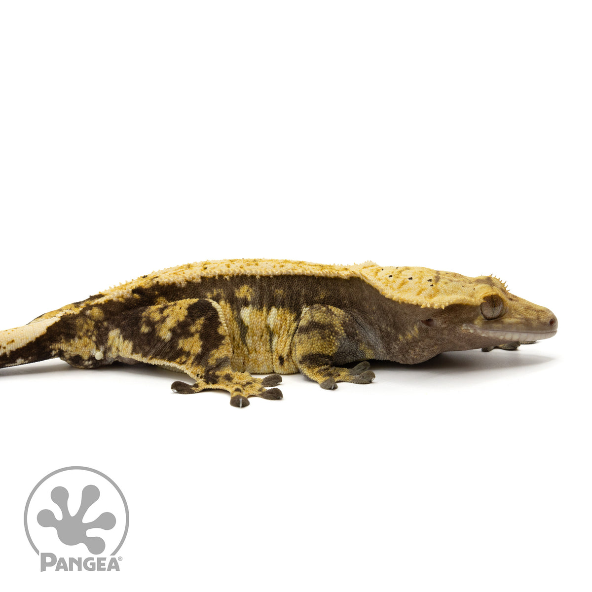 Cr-1877 facing right