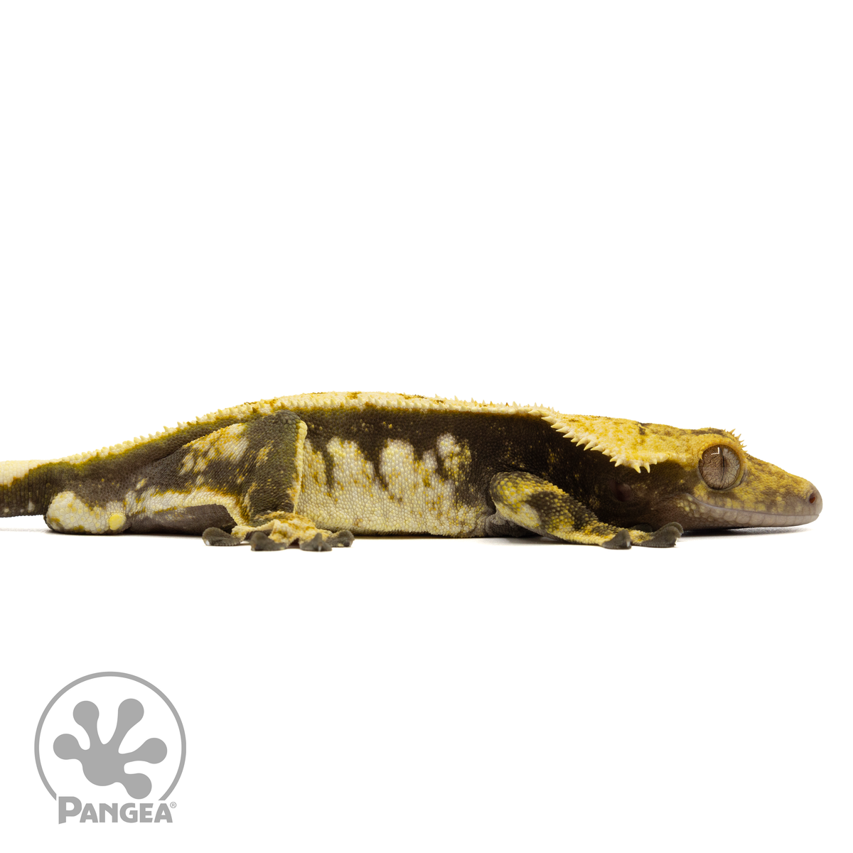 Cr-1879 facing right