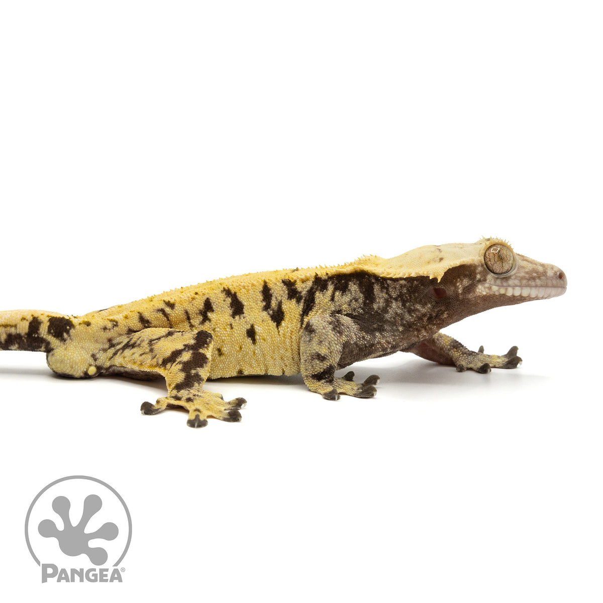 Cr-1882 facing right