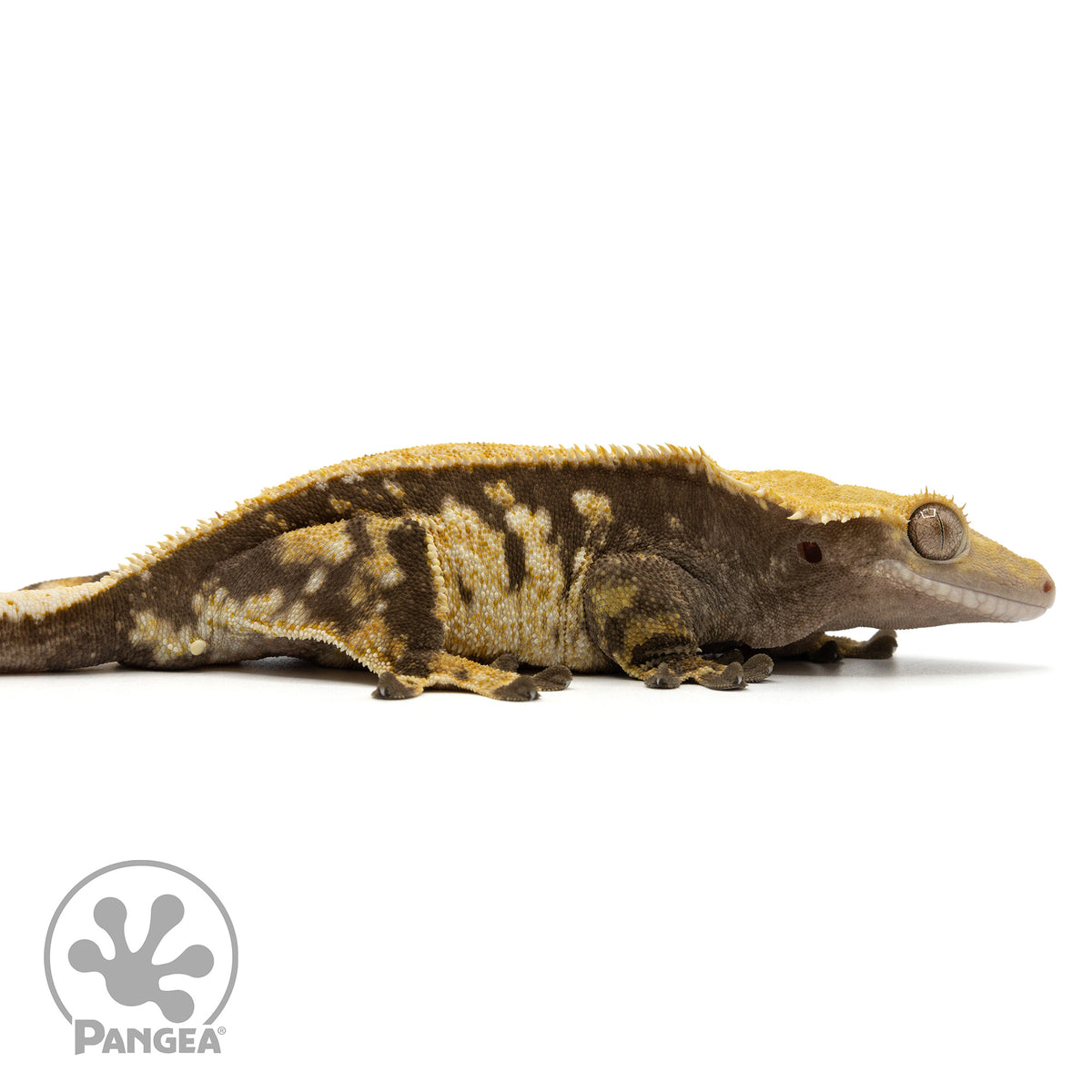 Cr-1883 facing right