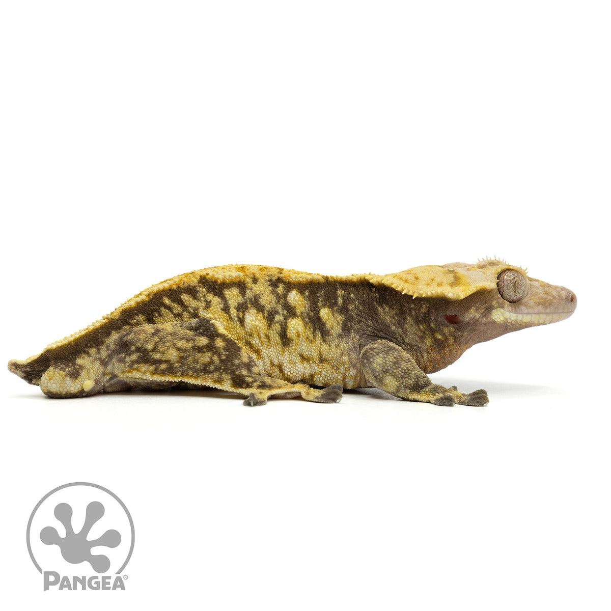 Cr-1887 facing right