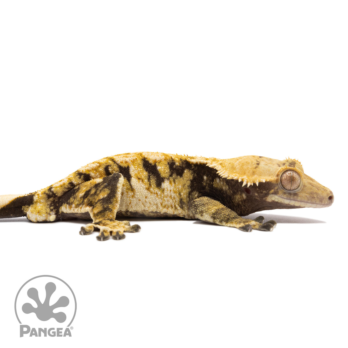 Cr-1888 facing right