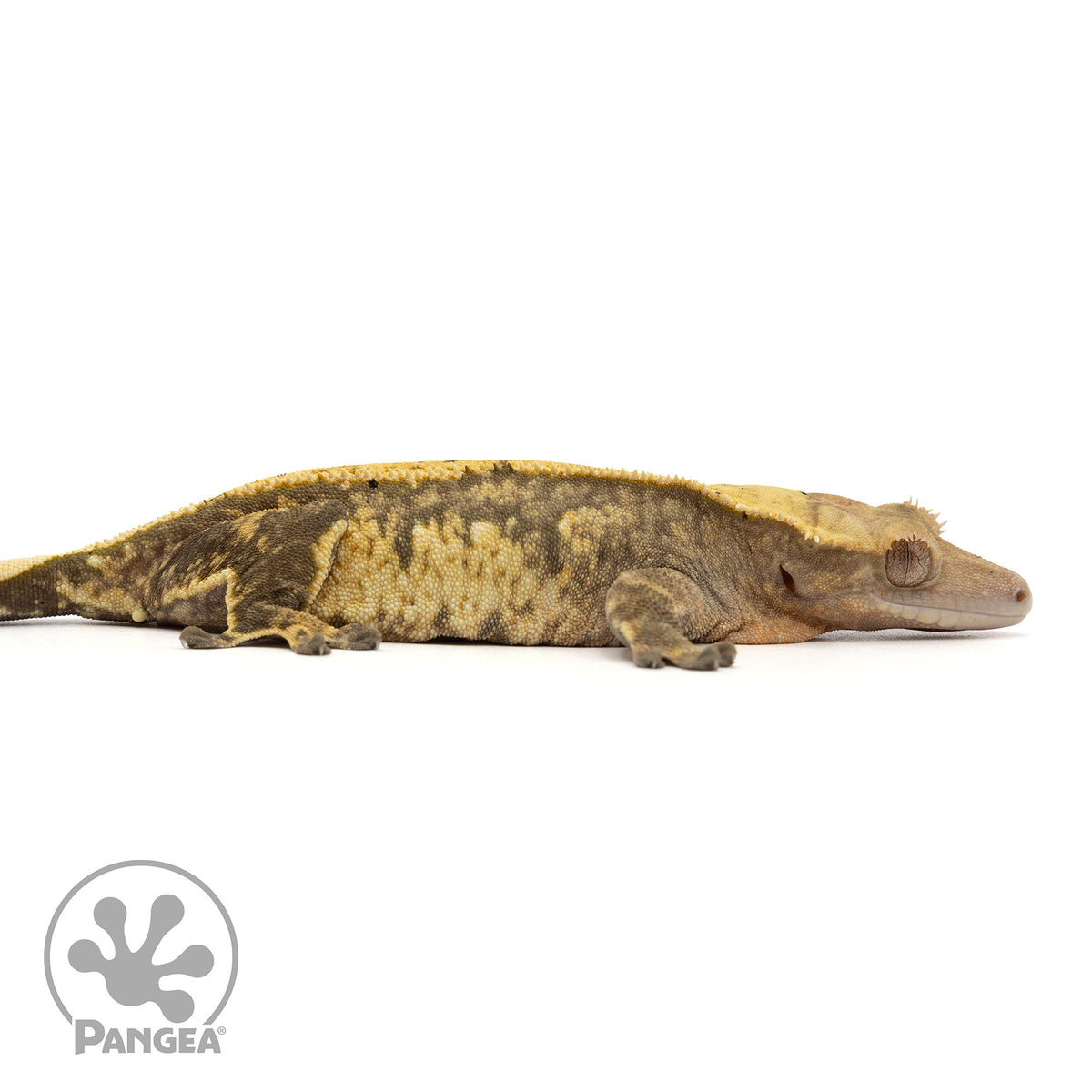 Cr-1889 facing right