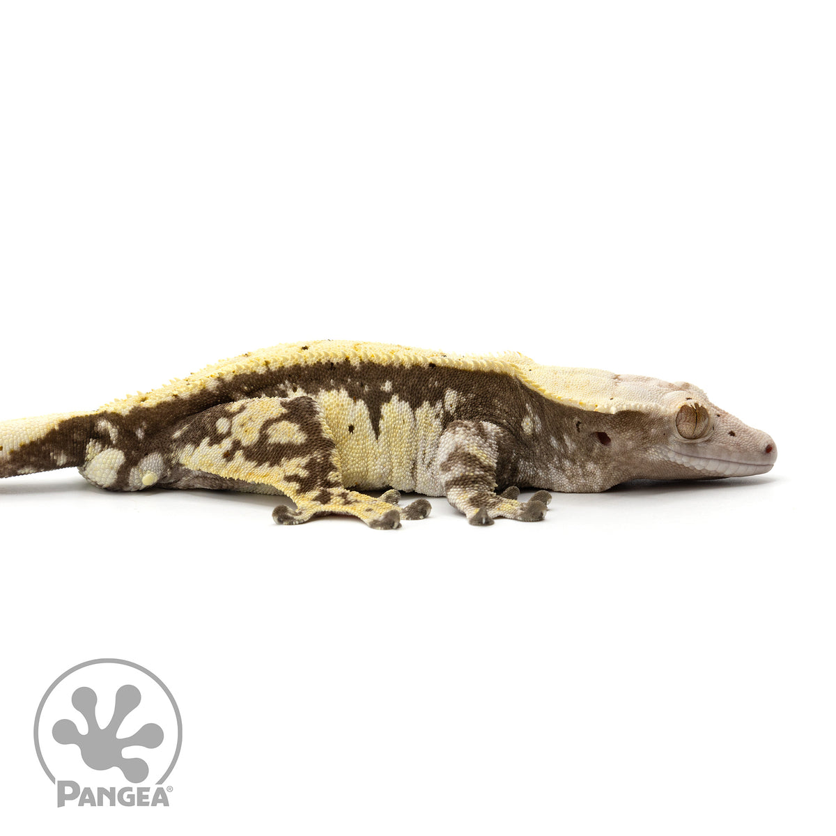 Cr-1892 facing right