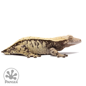 Cr-1902 facing right