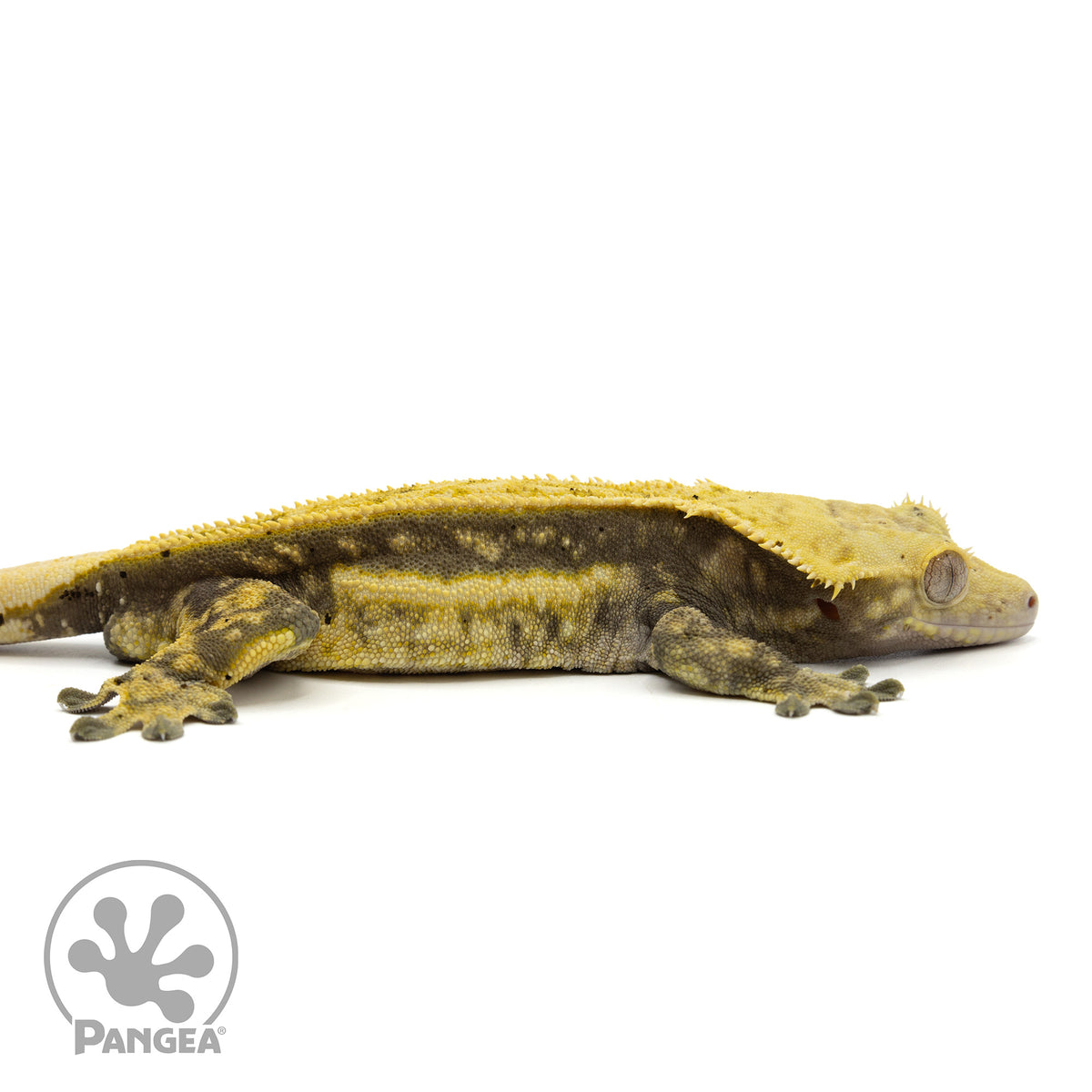 Cr-1906 facing right