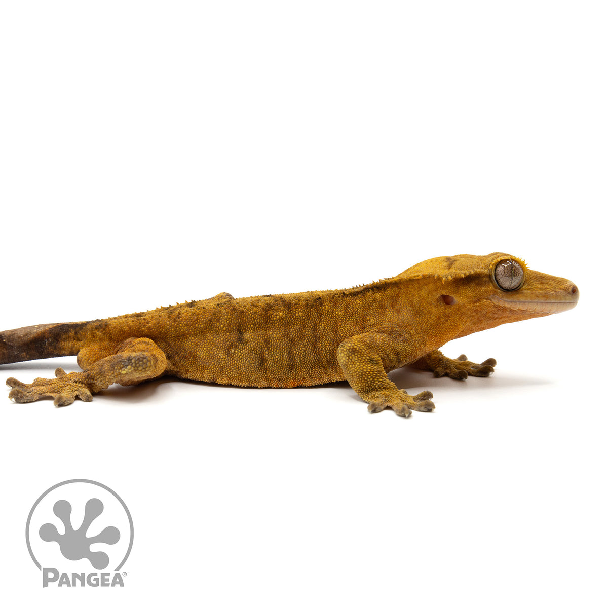 Cr-1908 facing right