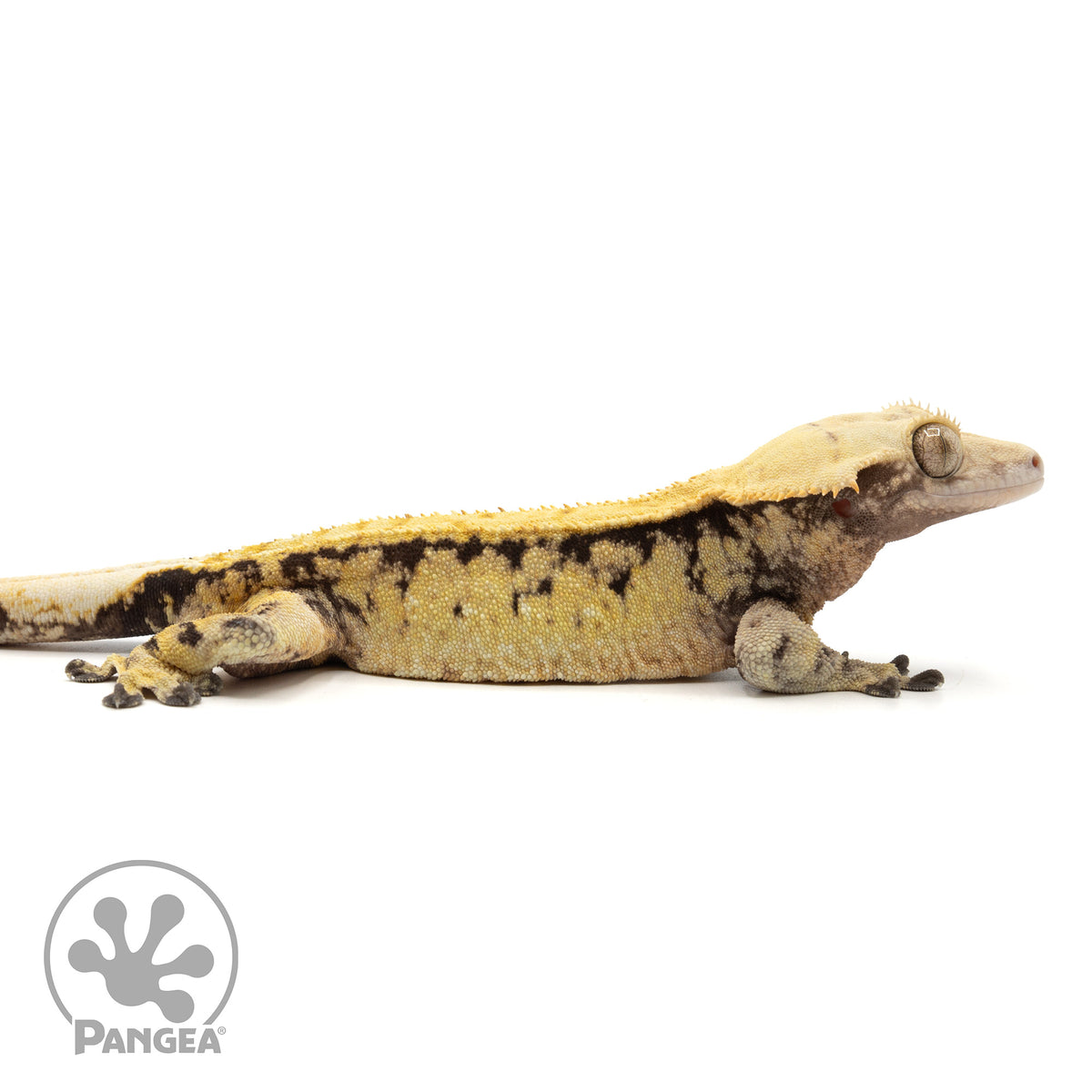 Cr-1911 facing right