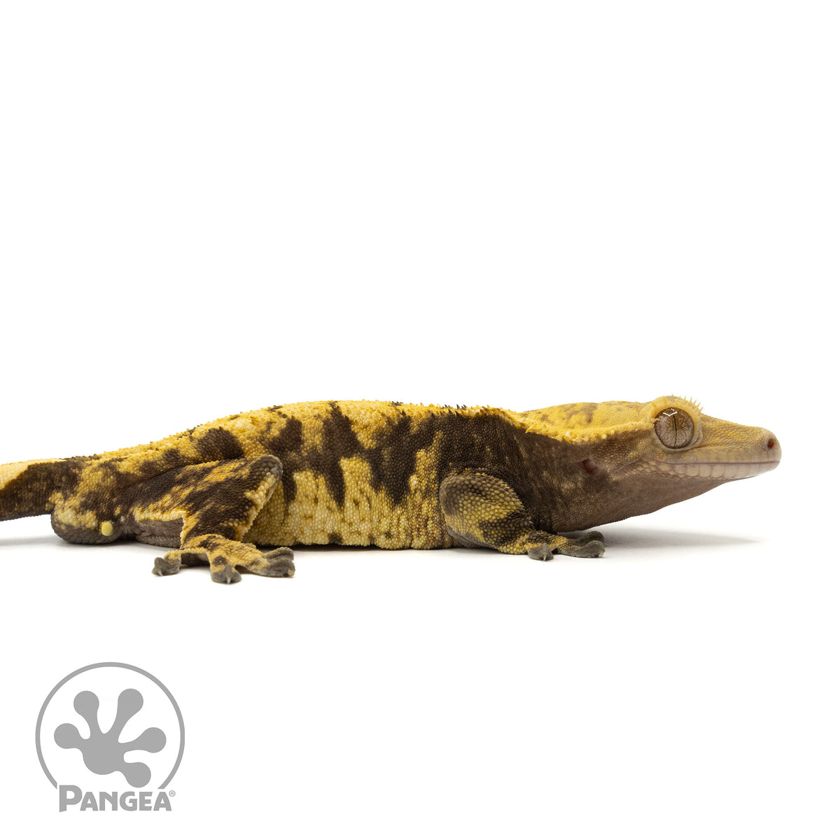 Cr-1912 facing right