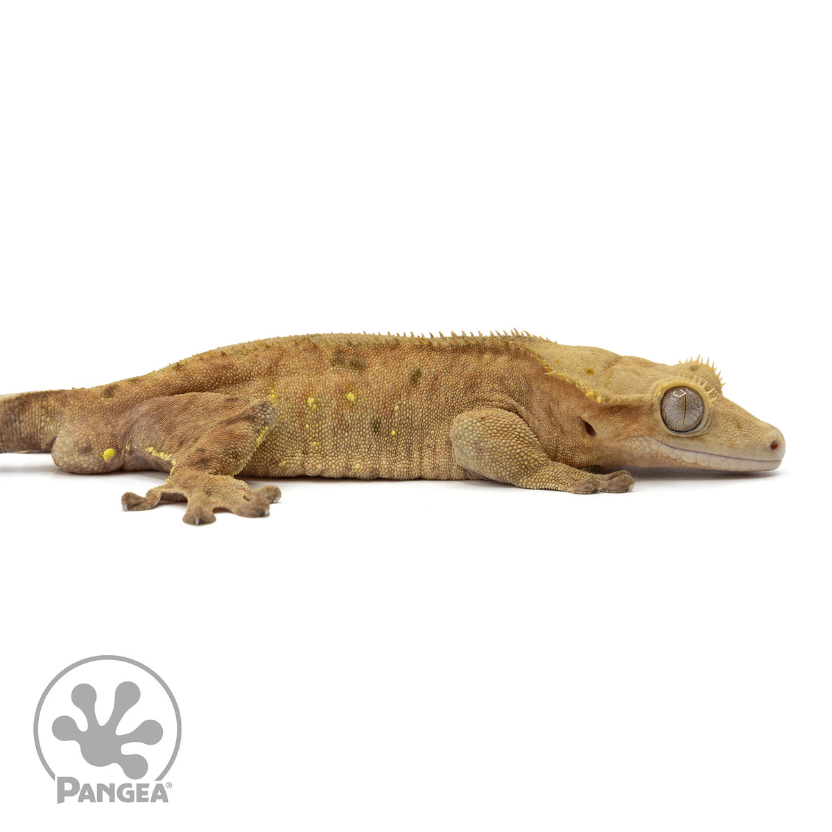 Cr-1913 facing right