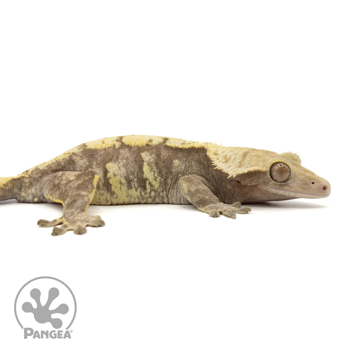 Cr-1916 facing right