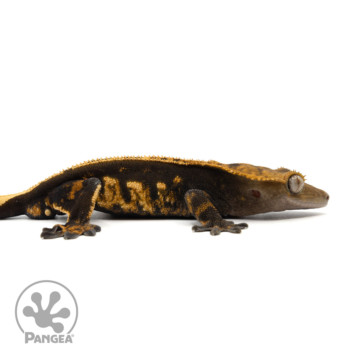 Cr-1920 facing right