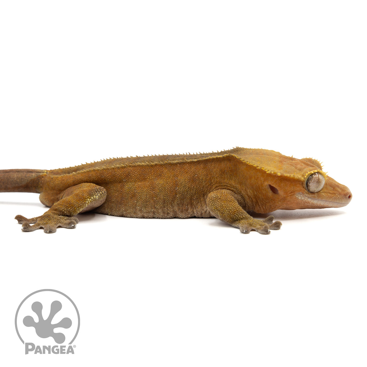 Cr-1940 facing right