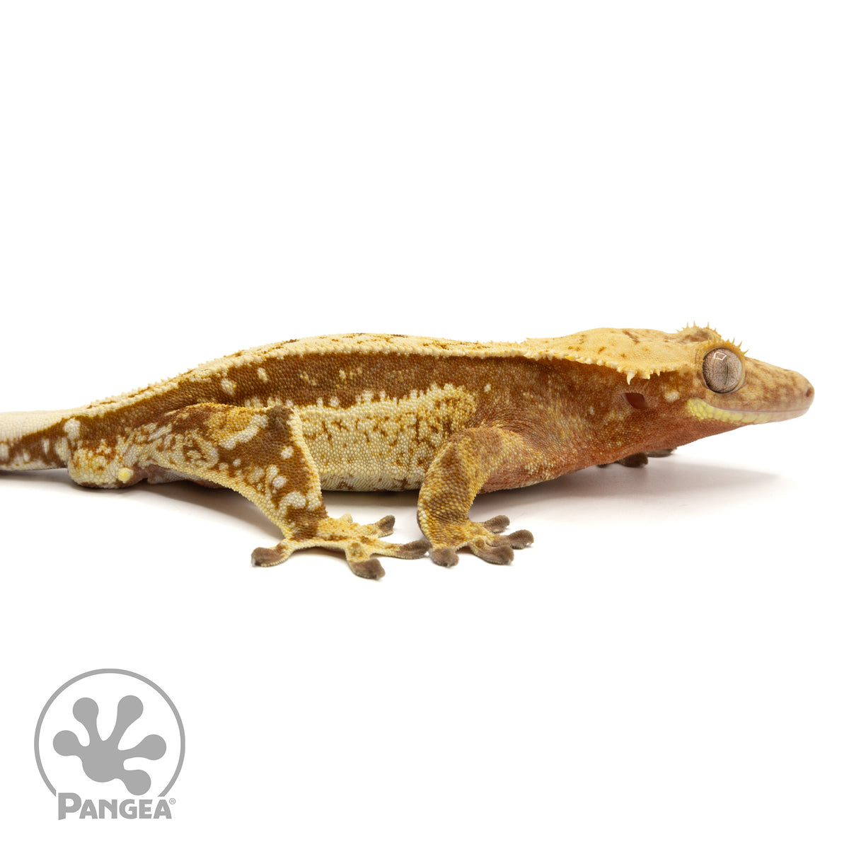 Cr-1944 facing right