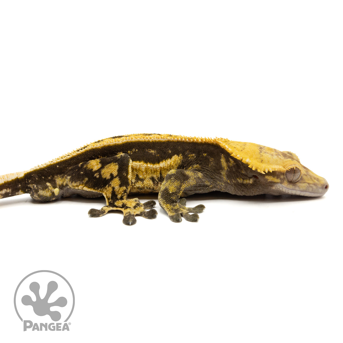 Cr-1945 facing right