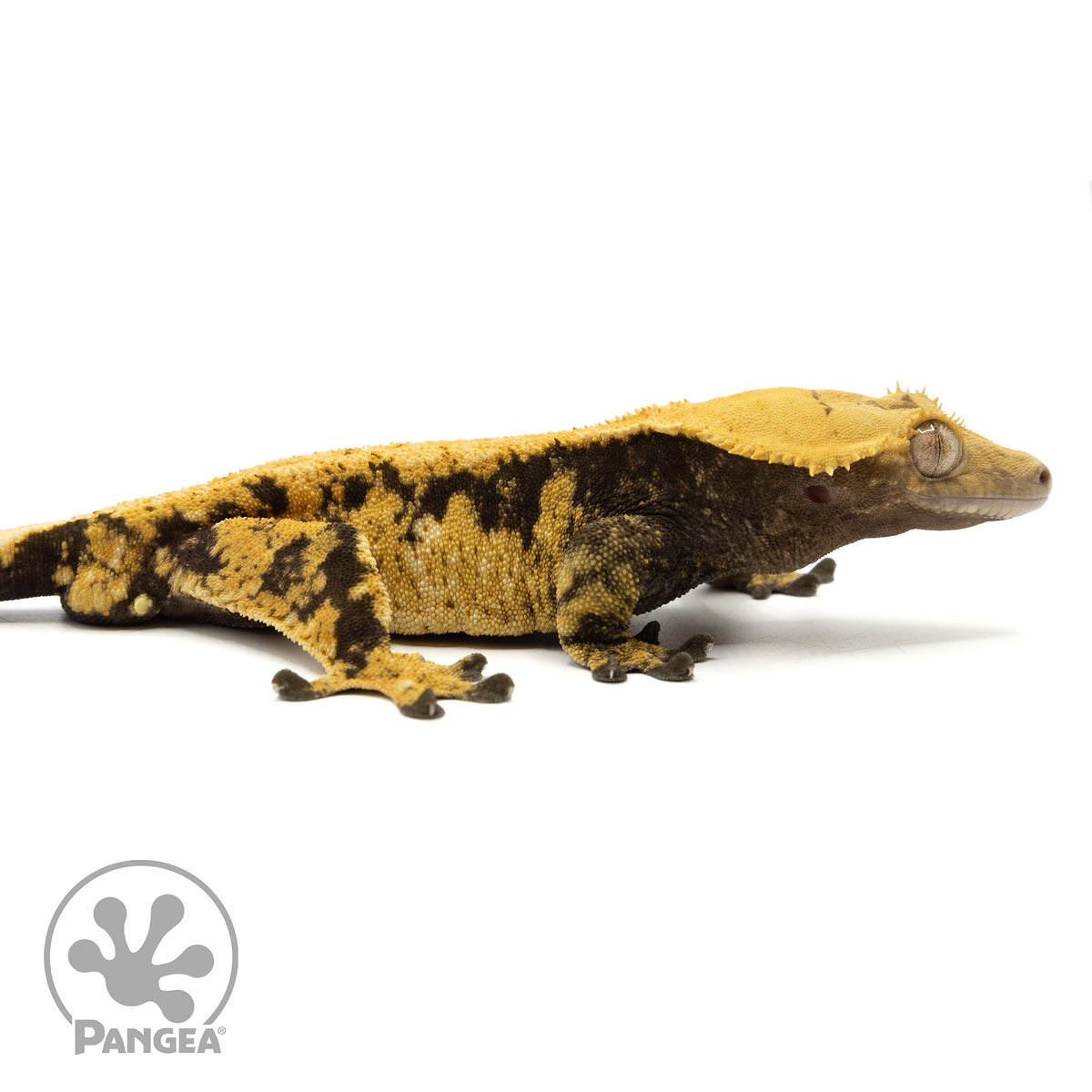 Cr-1948 facing right