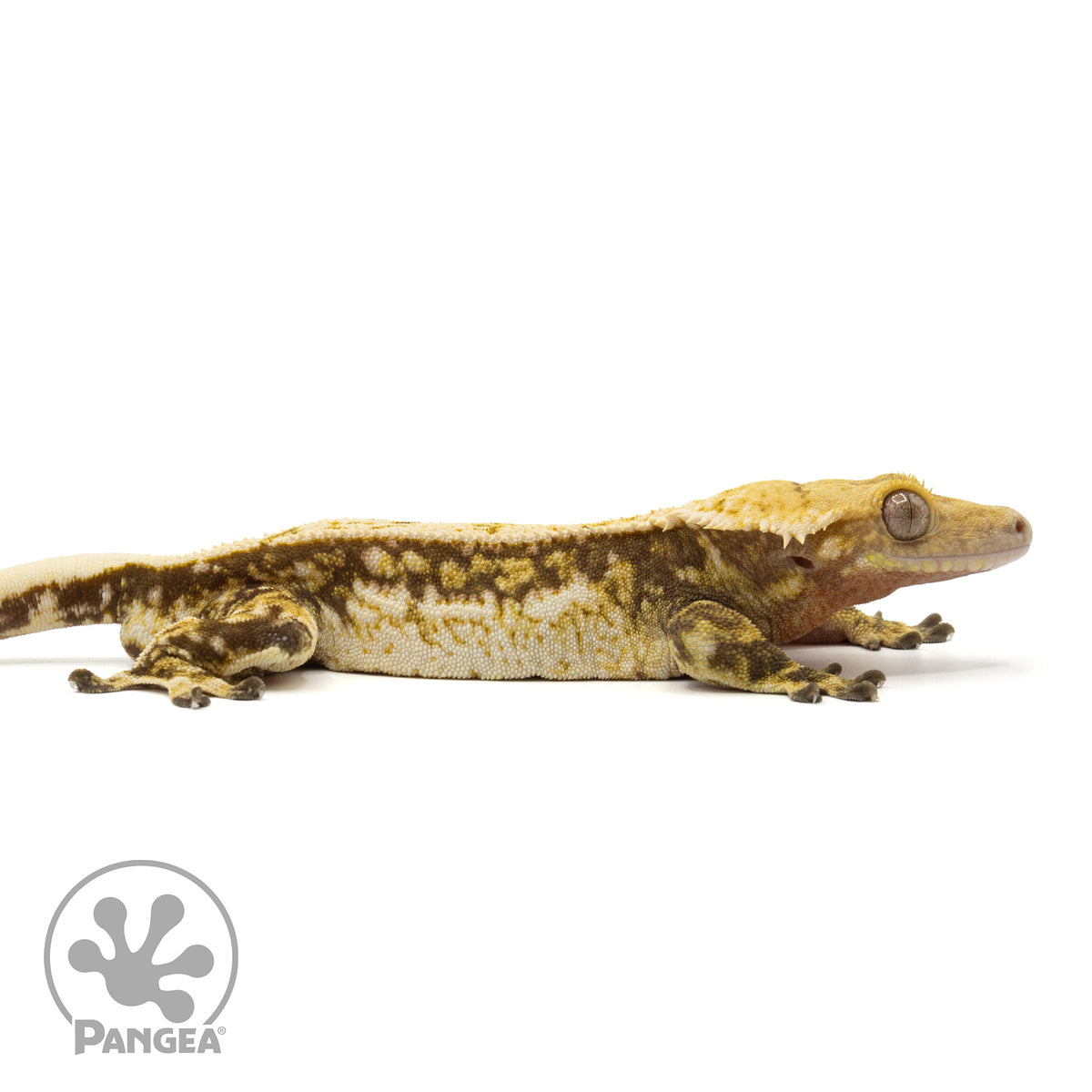 Cr-1954 facing right