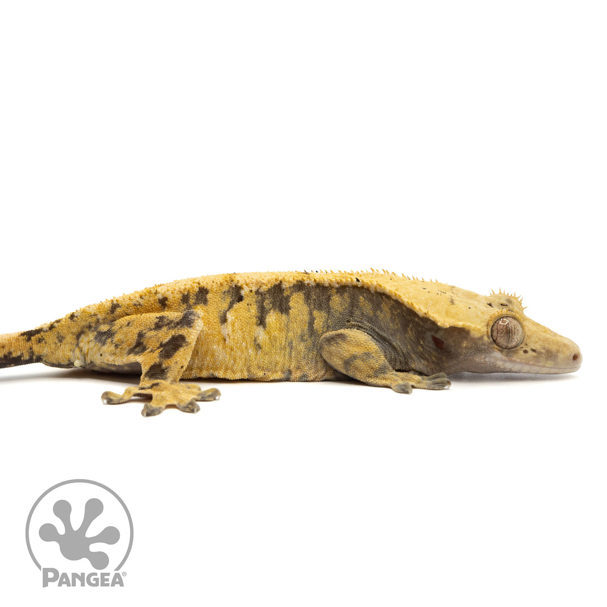 Cr-1958 facing right