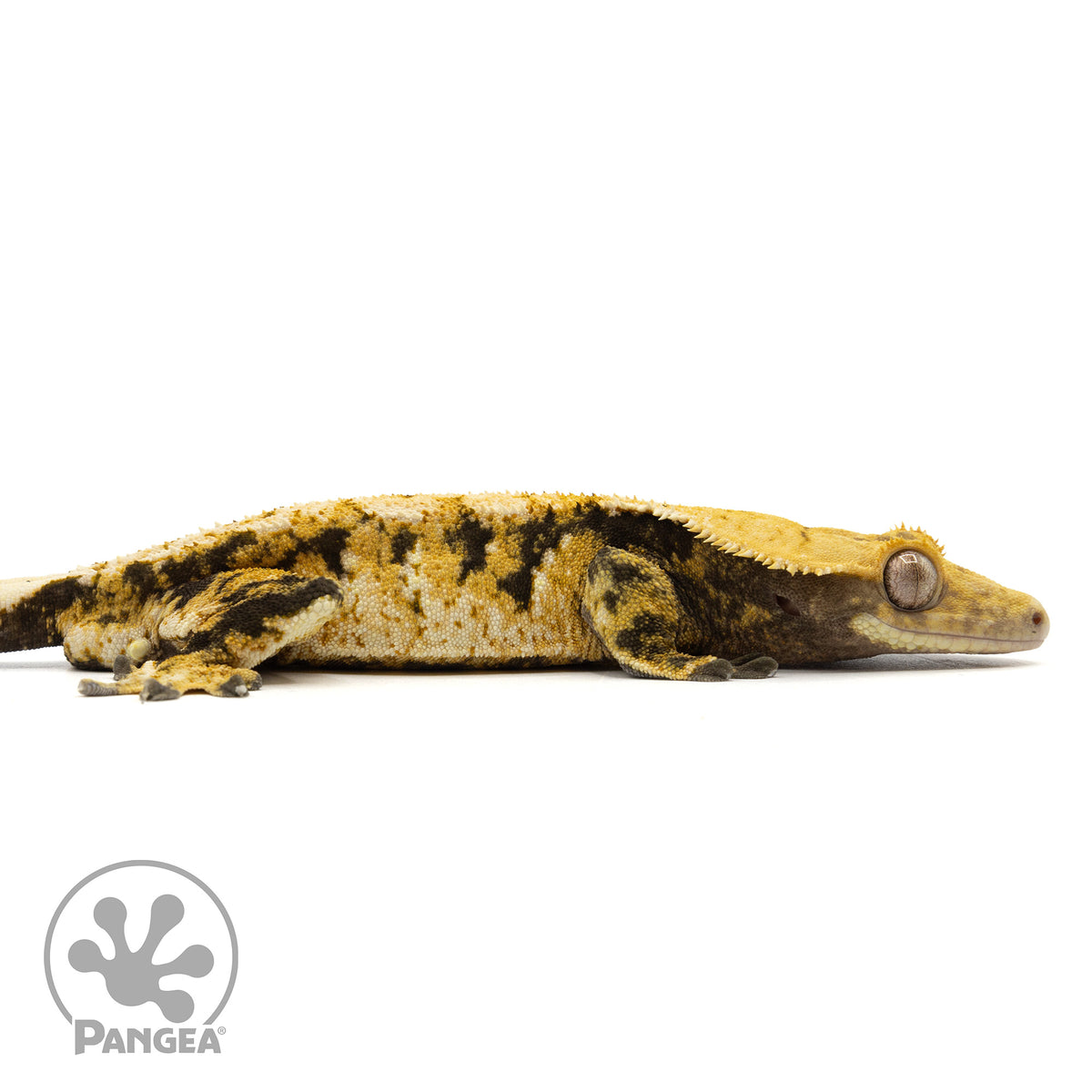 Cr-1963 facing right