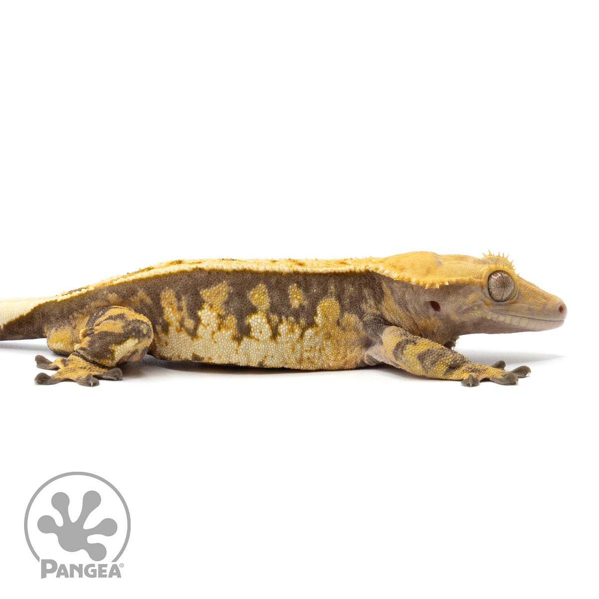 Cr-1965 facing right