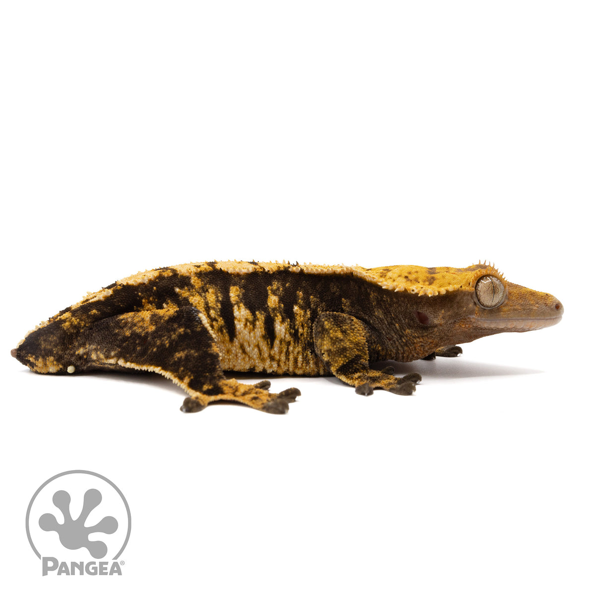 Cr-1966 facing right