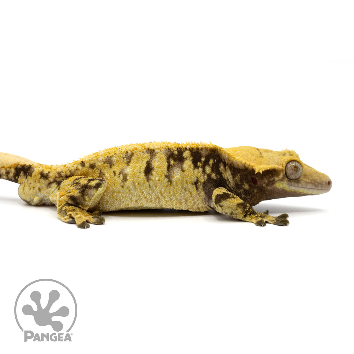 Cr-1967 facing right