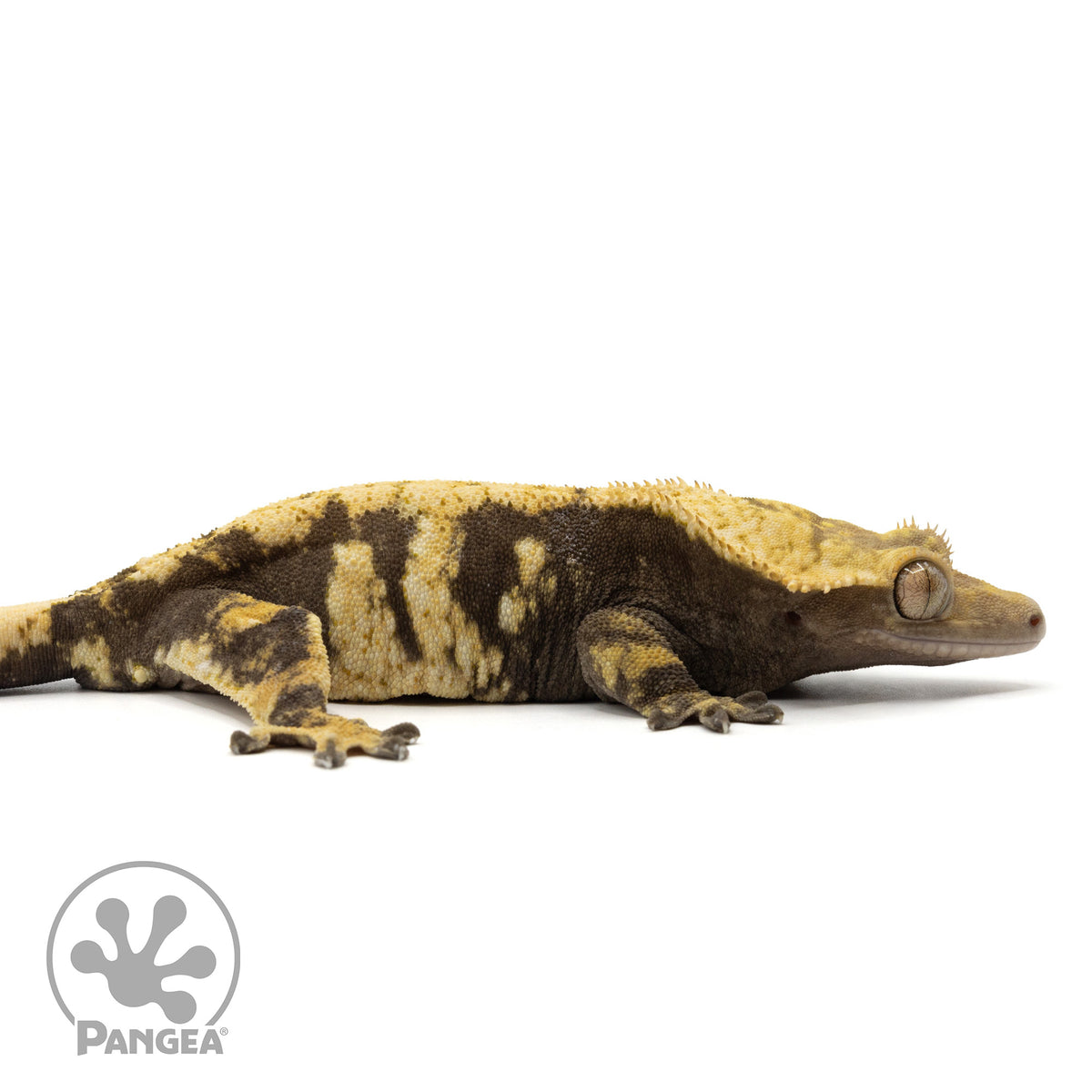 Cr-1969 facing right