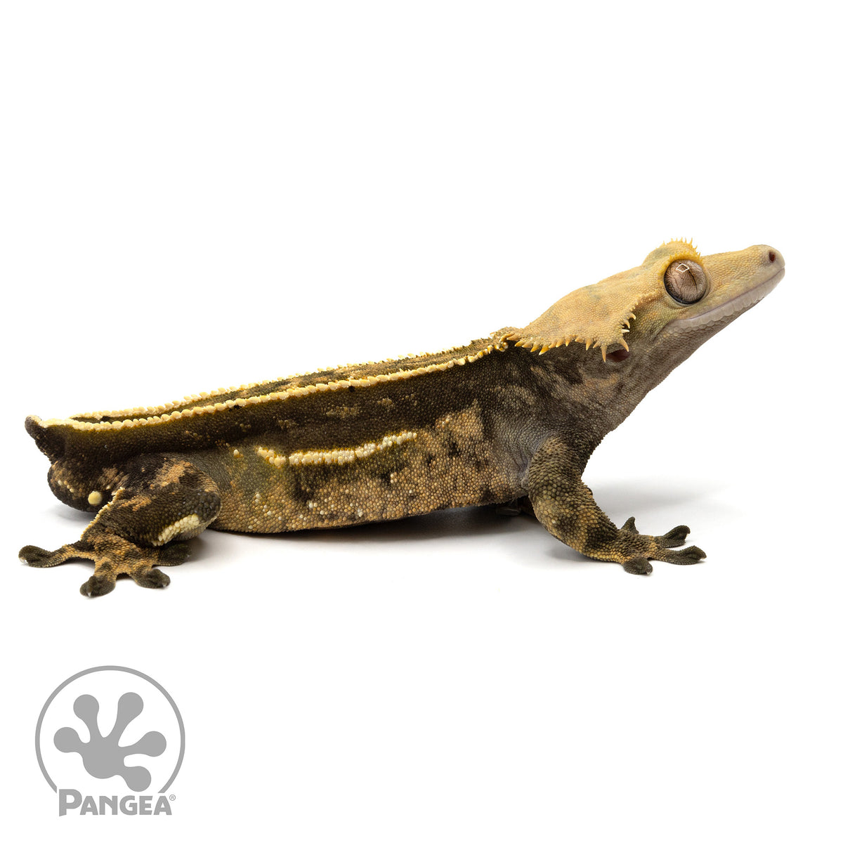 Cr-1970 facing right