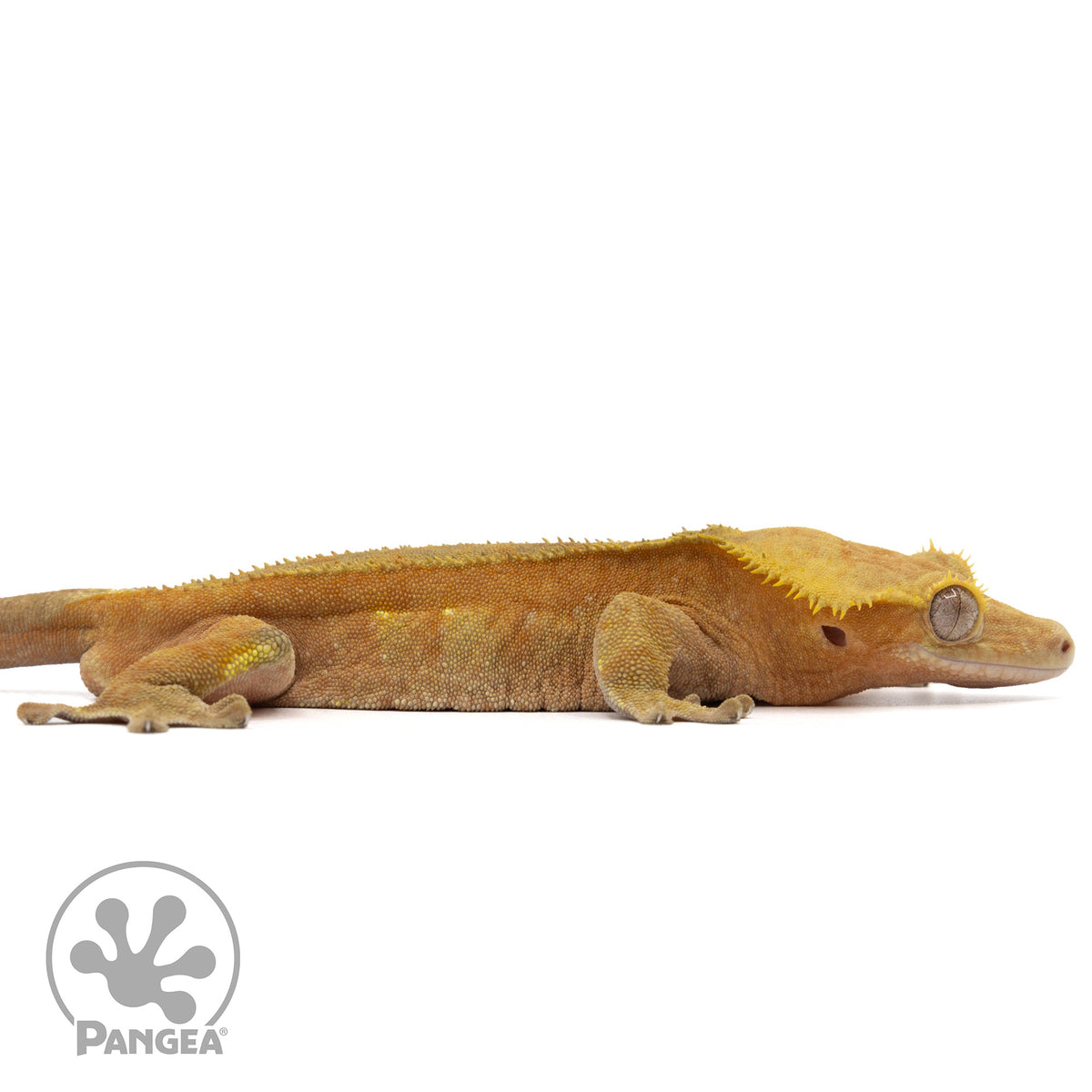 Cr-1982 facing right