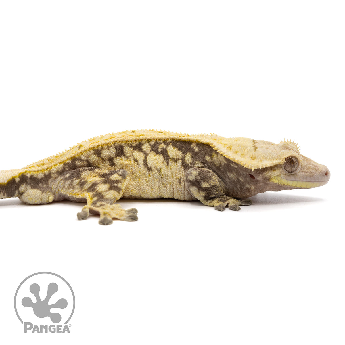 Cr-1983 facing right