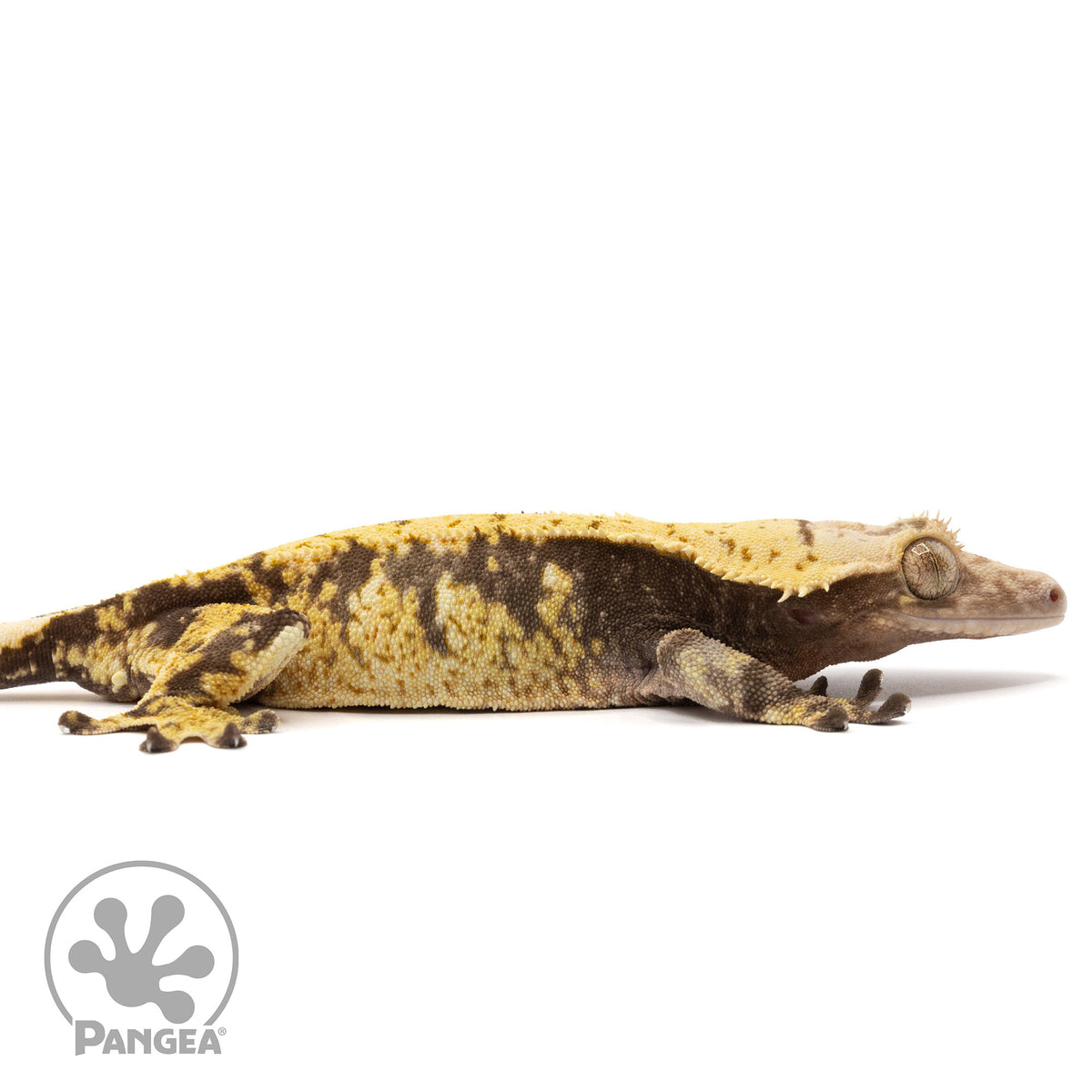 Cr-1985 facing right