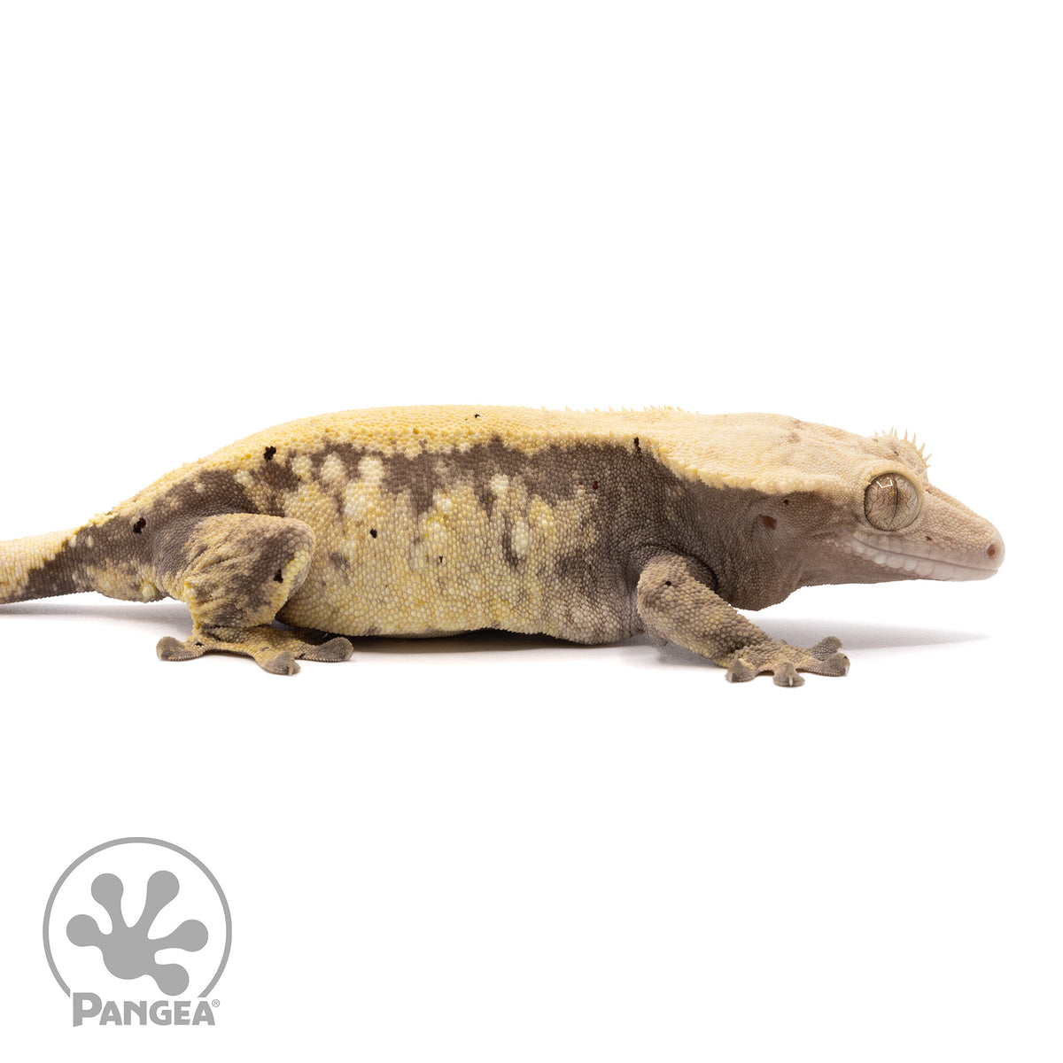 Cr-1986 facing right