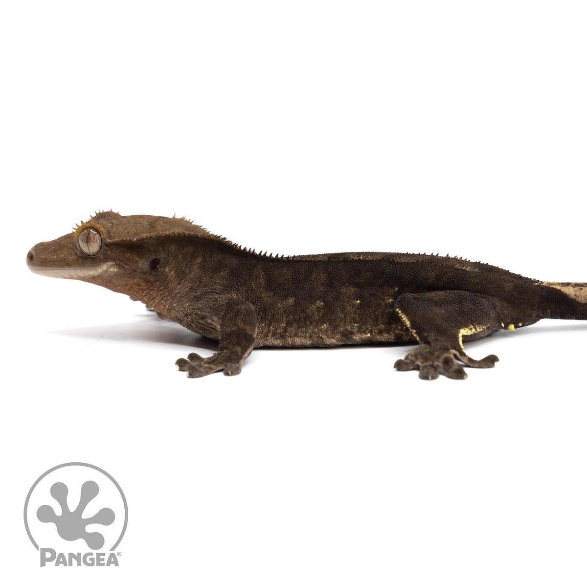Female Dark Phantom Crested Gecko | Pangea Reptile | Cr-1988 - Pangea ...