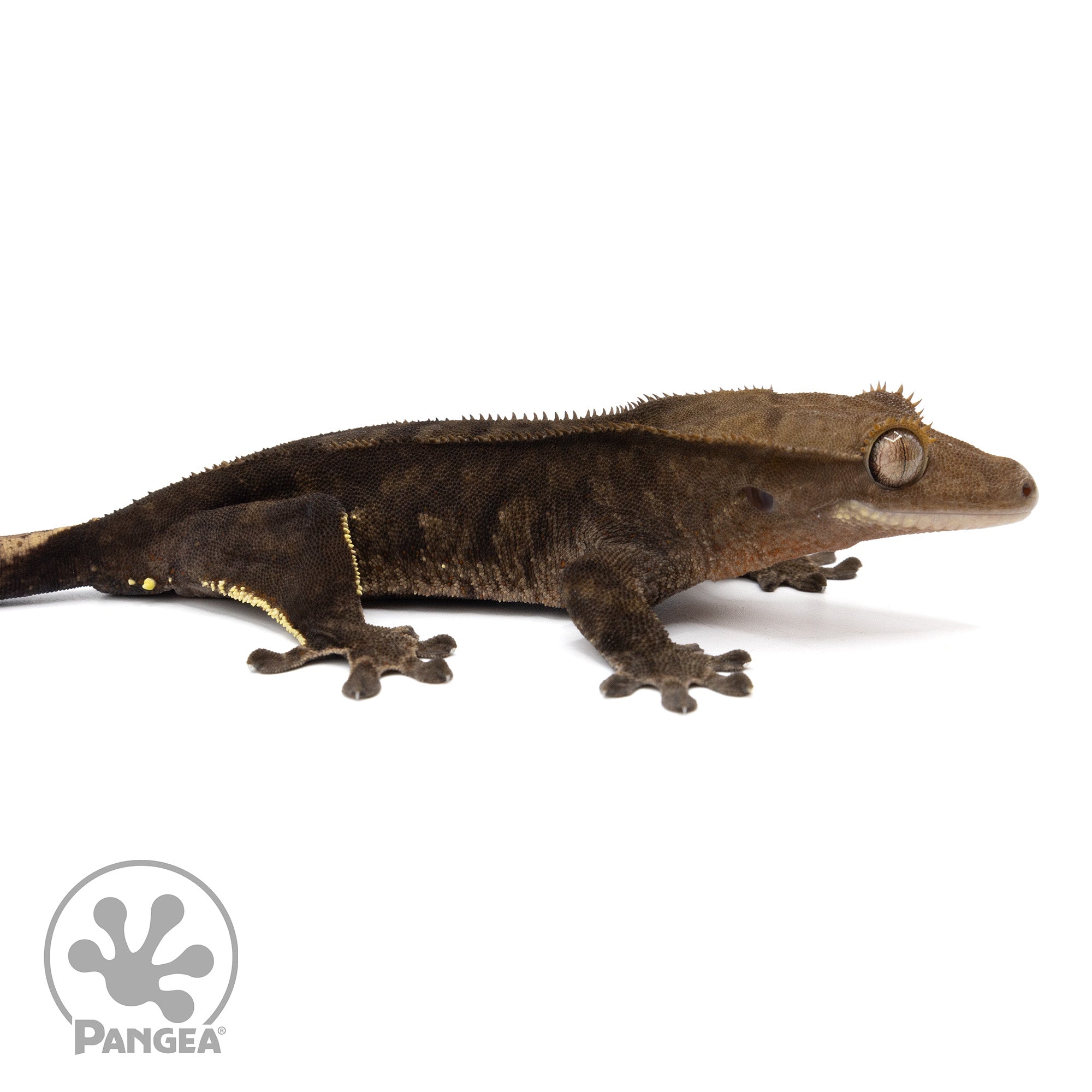 Female Dark Phantom Crested Gecko | Pangea Reptile | Cr-1988 - Pangea ...