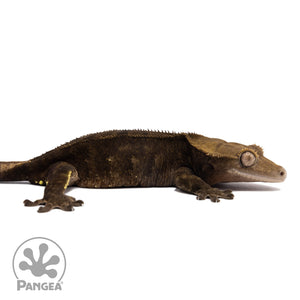 Cr-1988 facing right