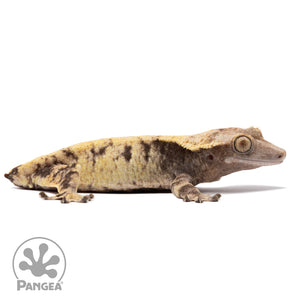 Cr-1990 facing right