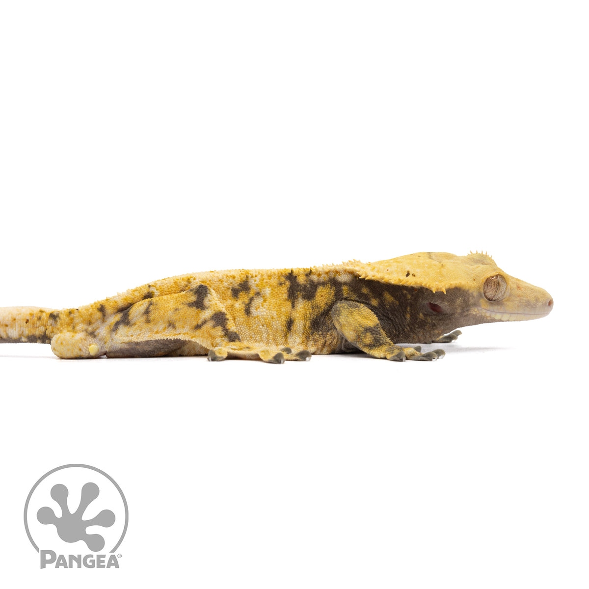 Cr-1992 facing right