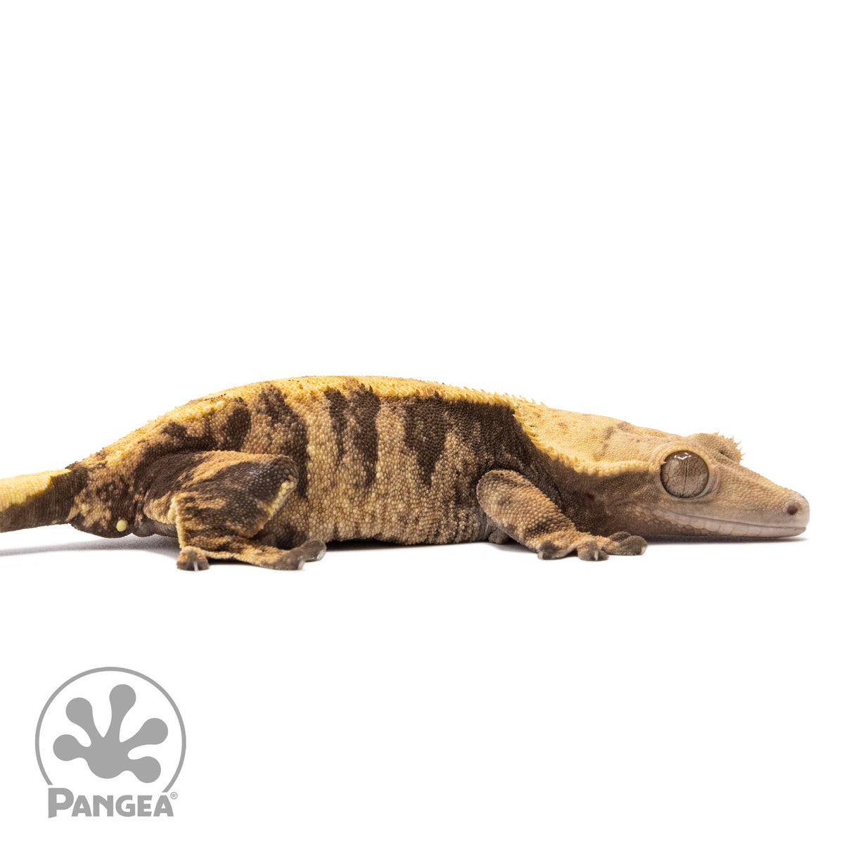 Cr-2004 facing right