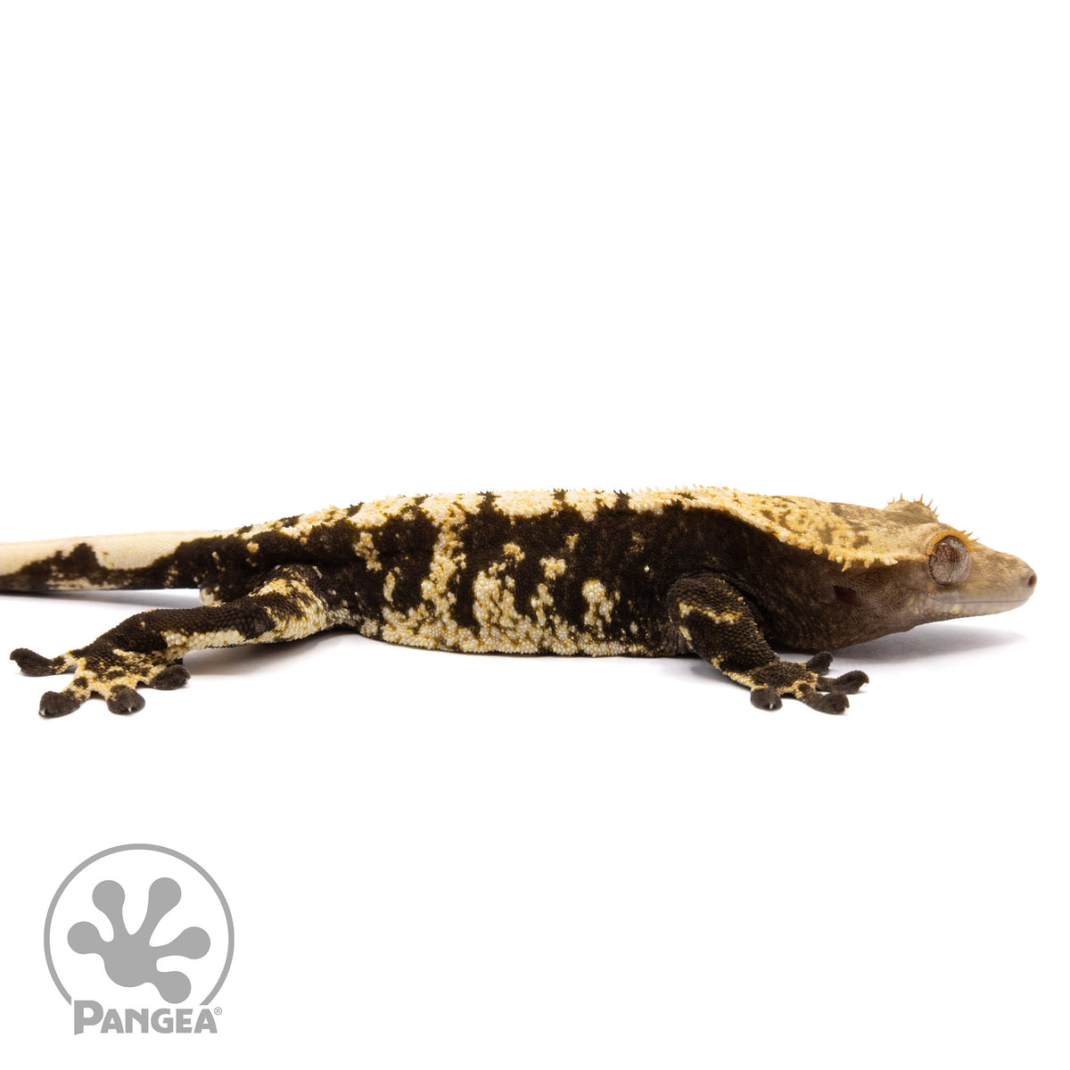 Cr-2005 facing right