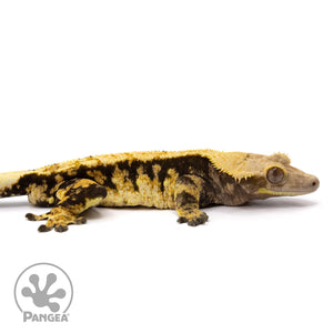 Cr-2007 facing right